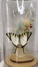 Load image into Gallery viewer, Butterfly specimen inside a glass dome with flowers on a wooden base.
