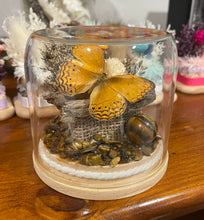 Load image into Gallery viewer, Tigers Eye + Cirrochroa Tyche (Phillipines) CRYSTAL TERRARIUMS THAT FLY
