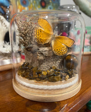 Load image into Gallery viewer, Tigers Eye + Cirrochroa Tyche (Phillipines) CRYSTAL TERRARIUMS THAT FLY
