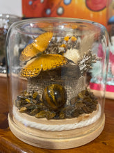 Load image into Gallery viewer, Tigers Eye + Cirrochroa Tyche (Phillipines) CRYSTAL TERRARIUMS THAT FLY

