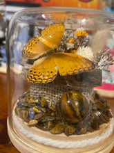 Load image into Gallery viewer, Tigers Eye + Cirrochroa Tyche (Phillipines) CRYSTAL TERRARIUMS THAT FLY
