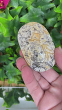 Load and play video in Gallery viewer, CRAZY LACE AGATE PALM STONE
