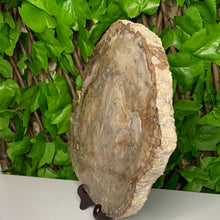 Load image into Gallery viewer, PETRIFIED WOOD SLAB STATEMENT PIECE

