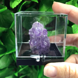 SPECIMEN DISPLAY BOX