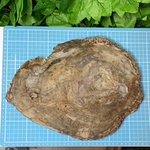Load image into Gallery viewer, PETRIFIED WOOD SLAB STATEMENT PIECE
