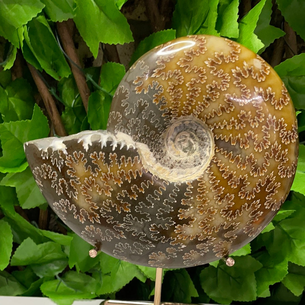 AMMONITE FOSSIL