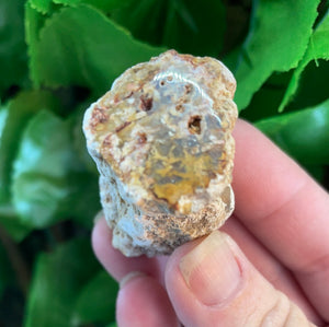 PETRIFIED WOOD LOG