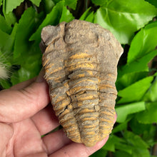 Load image into Gallery viewer, FOSSIL - TRILOBITE
