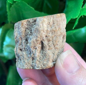 PETRIFIED WOOD LOG