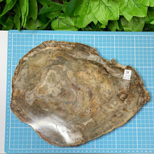 Load image into Gallery viewer, PETRIFIED WOOD SLAB STATEMENT PIECE
