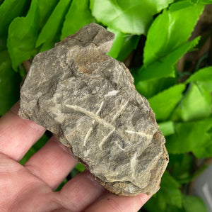 FOSSIL - TRILOBITE