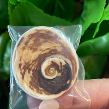 Load image into Gallery viewer, FOSSIL - GASTROPOD PERIWINKLE
