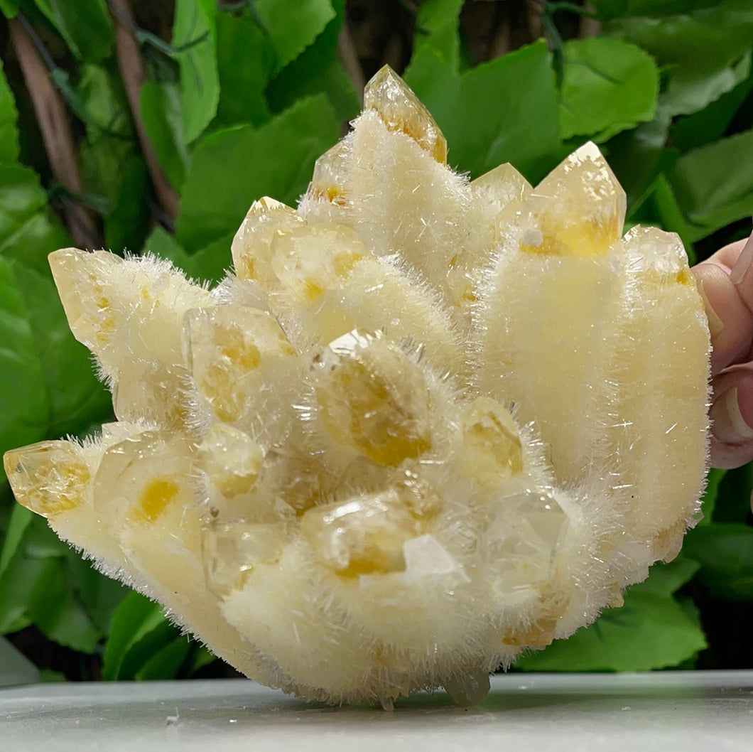 QUARTZ PHANTOM YELLOW