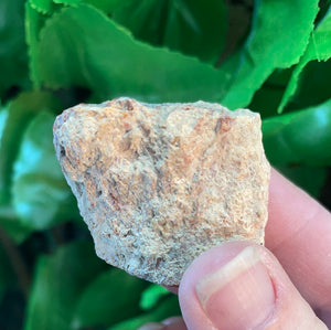 PETRIFIED WOOD LOG