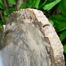 Load image into Gallery viewer, PETRIFIED WOOD SLAB STATEMENT PIECE
