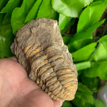 Load image into Gallery viewer, FOSSIL - TRILOBITE
