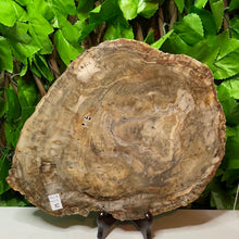 Load image into Gallery viewer, PETRIFIED WOOD SLAB STATEMENT PIECE
