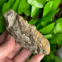 Load image into Gallery viewer, FOSSIL - TRILOBITE

