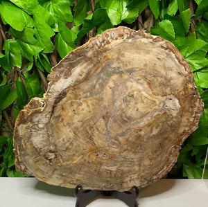PETRIFIED WOOD SLAB STATEMENT PIECE