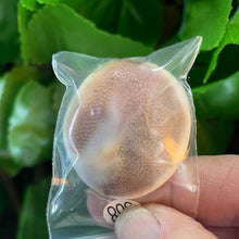 Load image into Gallery viewer, FOSSIL - GASTROPOD PERIWINKLE
