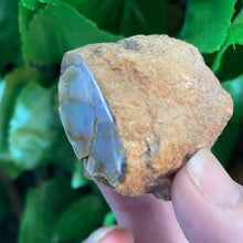 Load image into Gallery viewer, PETRIFIED WOOD LOG
