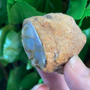 PETRIFIED WOOD LOG