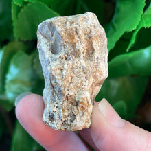 Load image into Gallery viewer, PETRIFIED WOOD LOG
