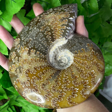 Load image into Gallery viewer, AMMONITE FOSSIL
