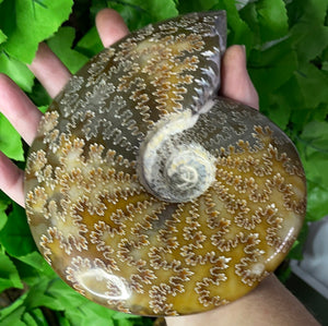 AMMONITE FOSSIL