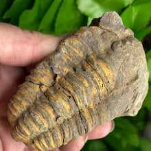 Load image into Gallery viewer, FOSSIL - TRILOBITE
