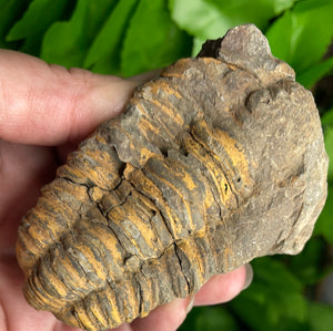 FOSSIL - TRILOBITE