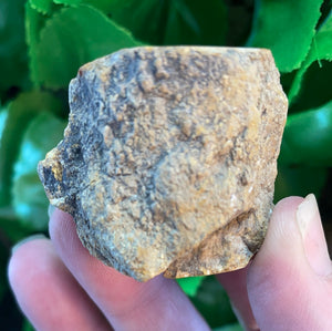 PETRIFIED WOOD LOG