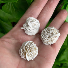 Load image into Gallery viewer, DESERT ROSE MINIS
