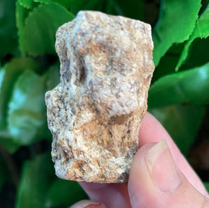 PETRIFIED WOOD LOG
