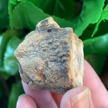 Load image into Gallery viewer, PETRIFIED WOOD LOG
