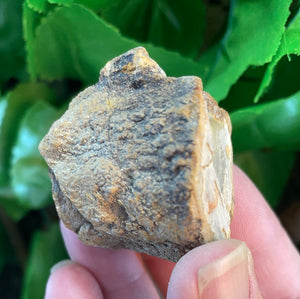 PETRIFIED WOOD LOG