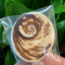 Load image into Gallery viewer, FOSSIL - GASTROPOD PERIWINKLE

