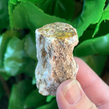 Load image into Gallery viewer, PETRIFIED WOOD LOG
