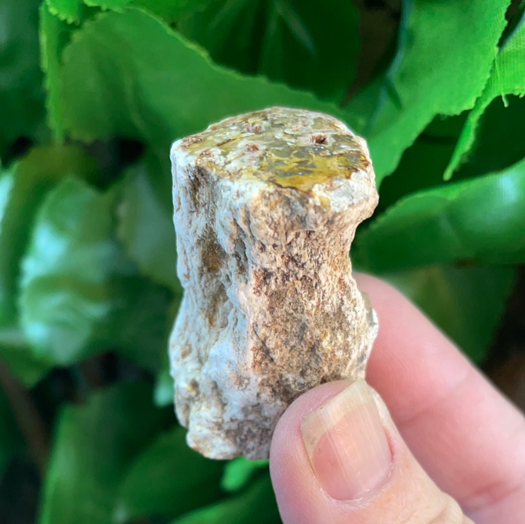 PETRIFIED WOOD LOG