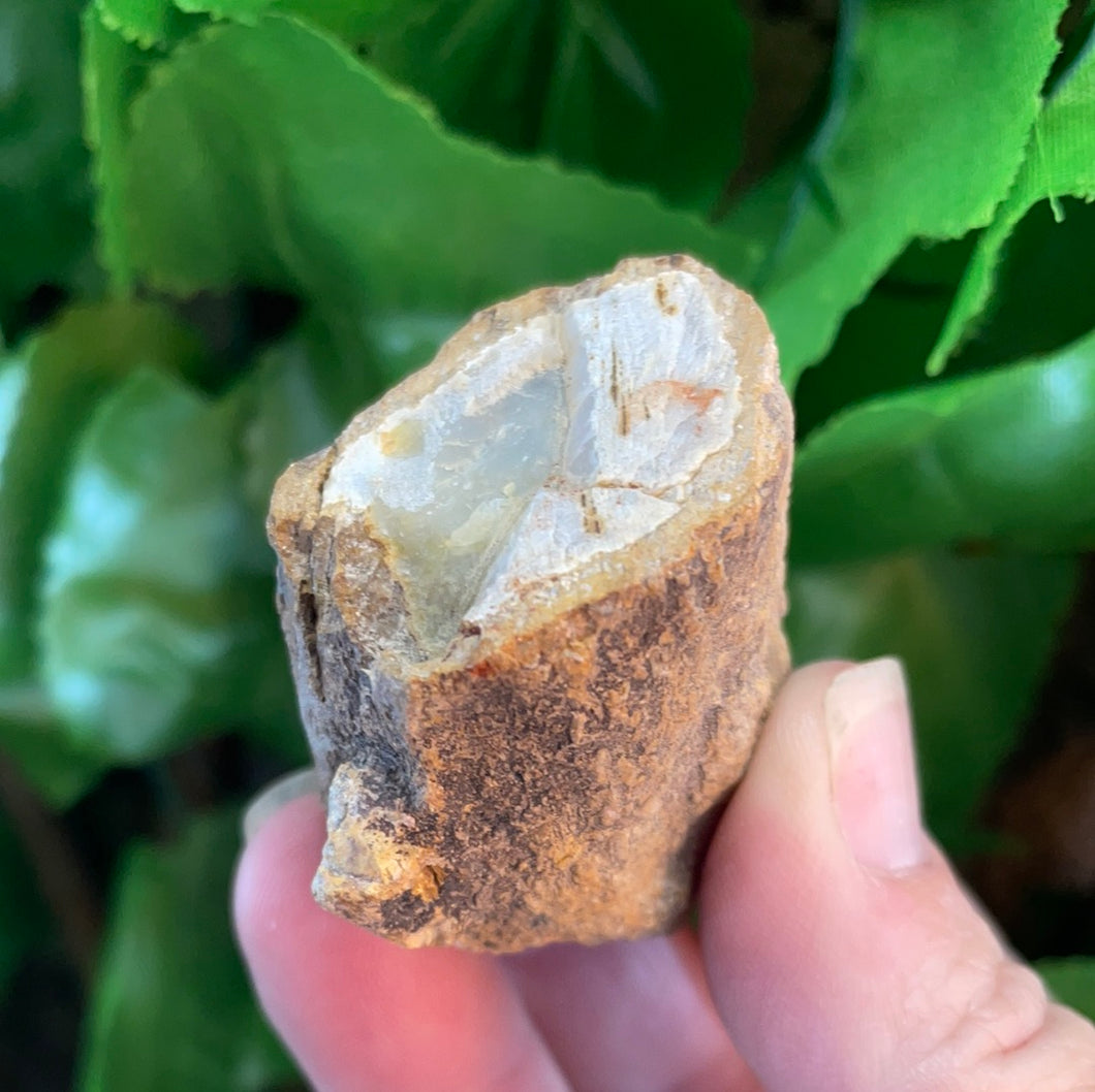 PETRIFIED WOOD LOG