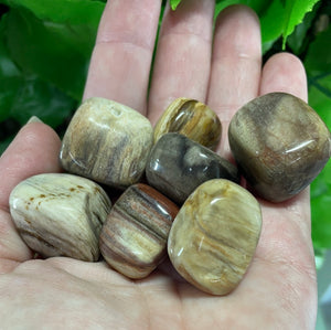 PETRIFIED WOOD TUMBLE STONE