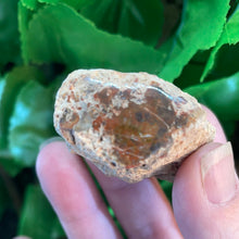 Load image into Gallery viewer, PETRIFIED WOOD LOG
