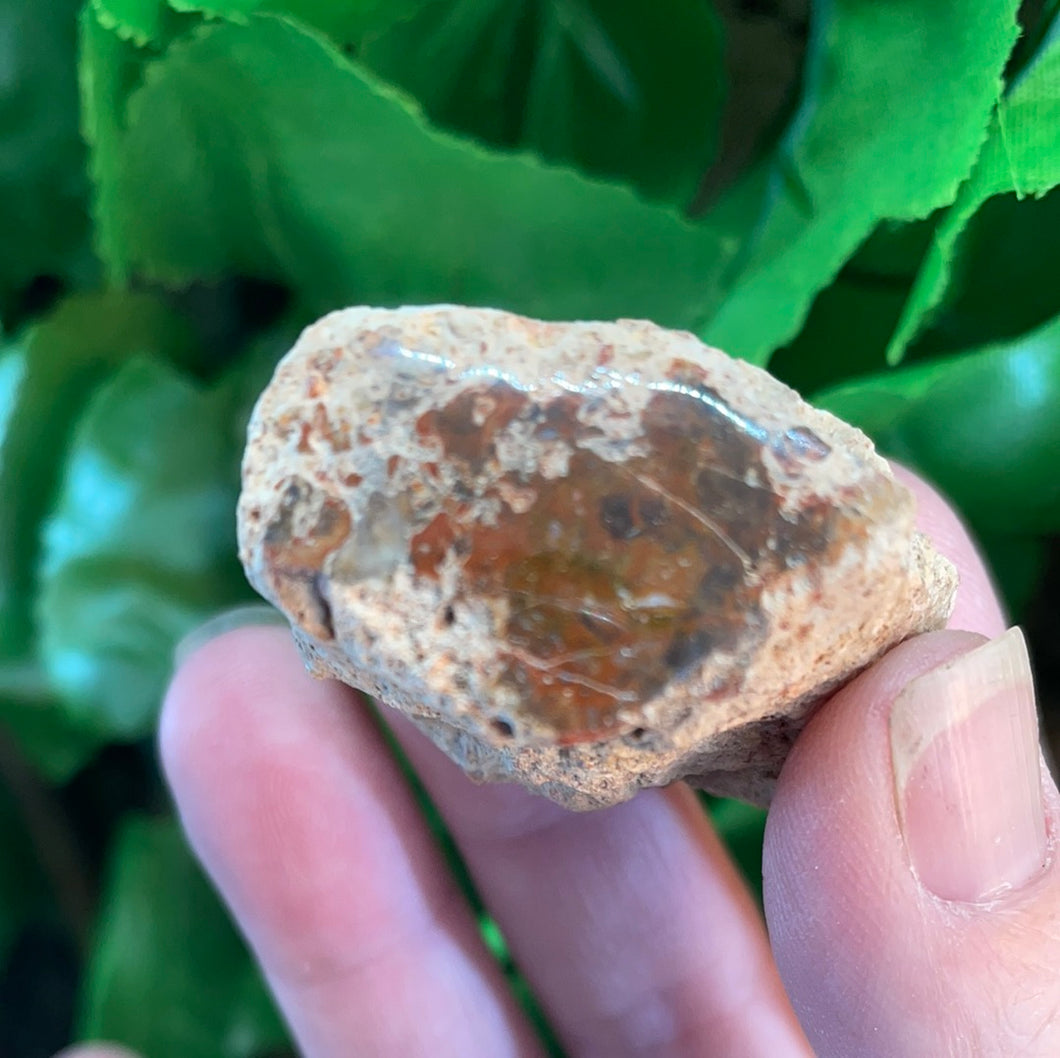 PETRIFIED WOOD LOG