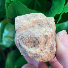 Load image into Gallery viewer, PETRIFIED WOOD LOG
